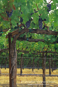 Grape vines in vineyard in the Dry Creek region, Sonoma County, California