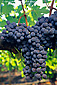 Red wine grapes on vine, Kunde Estate Vineyards, Sonoma Valley, California