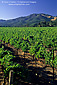 Vineyard in summer, near Kenwood, Sonoma Valley Wine Growing Region, California