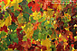 Grape vine leaves in autumn, Alexander Valley, Sonoma County, California