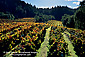 Vineyard in fall in hills along Dry Creek, Sonoma County, California