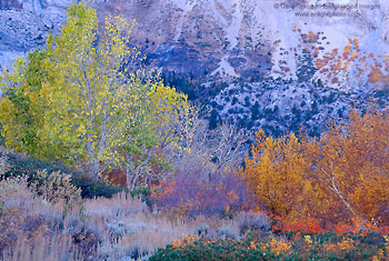Fall foliage near Convict Lake, Eastern Sierra, California