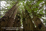 Picture: The Cathedral Redwood Tree, on the Kingdom of the Trees Trail, Trees of Mystery, Del Norte County, California