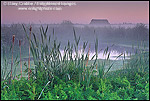 Picture: Predawn mist in farmlands beyond the Arcata Marsh, Arcata, Humboldt County, CALIFORNIA