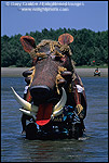 Picture: Kinetic scuplpture Crossing of the Eel River, near Ferndale The Great Kinetic Sculpture Race Humboldt County, CALIFORNIA