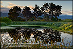Photo: Trees reflected in pond in morning light at the Arcata Marsh, Arcata, California