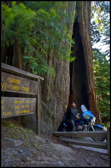 Avenue Of Giants