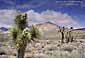 Joshua Tree bloom in spring in the high desert, Kern County, California