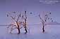 Cormorants on barren tree, Salton Sea, Imperial County, California