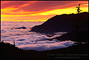 Picture: Fog bank at sunrise near Hurricane Ridge, Olympic National Park, Washington