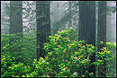 Photo: Redwood Trees, Rhododendrons, and fog, Redwood National Park, California