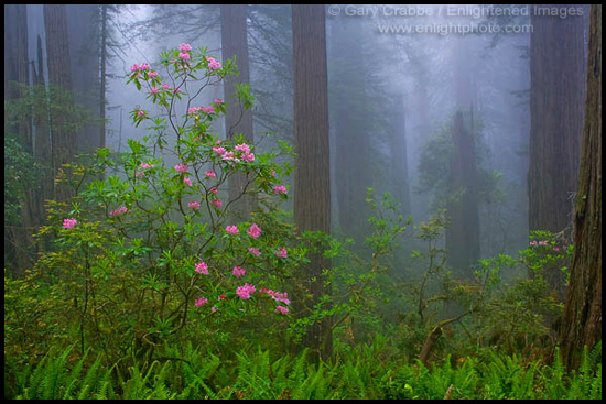 Photo: Rhododendron and mist in redwood forest, Redwood National Park, California