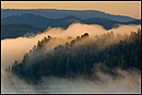 Picture: Forest and fog at sunrise, Redwood National Park, Del Norte County, California