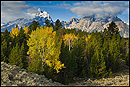 Picture: Autumn trees below mountain range, Grand Teton National Park, Wyoming