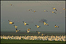 Photo: Geese landing in field at sunrise, Merced Wildlife Refuge, California