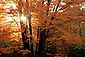 Sunset through Maple Tree in Fall, White Mountains, New Hampshire