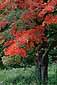 Maple Tree turning color in early fall, Berkshires Region, Vermont