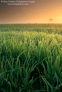 Sunrise light over dew covered grass pasturelands in spring, Merced County, Central Valley, California 