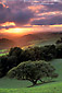 Sunset light through clearing storm clouds over green grass hills and Oak Tree, Briones Regional Park, Contra Costa County, California
