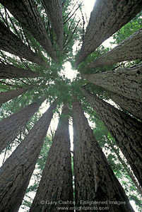 Inside the Goosepen; ring of young Coastal Redwood Trees (Sequoia Sempervirens) growing out of old growth stump, near Gualala, Mendocino County, California
