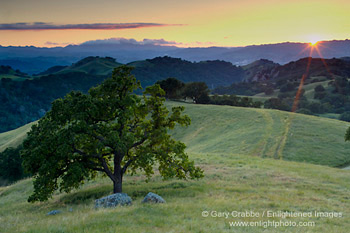  Lone oak tree and rolling green hills in spring and golden sunset light, Mount Diablo State Park, Contra Costa, California