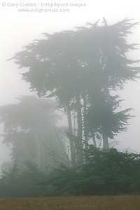 Monterey Cypress trees in coastal fog, near Cambria, San Luis Obispo County Coast, California