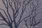 Tree Branches, Crescent City, California
