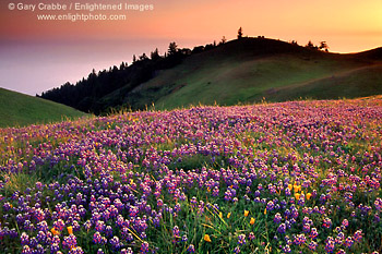 Wildflowers at sunset on the slopes of Mount Tamalpais, Marin County, California