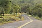 Winding road lined by oak trees in spring, Tehama County, California