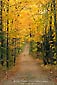 Image: Rural dirt road country lane and golden trees in fall, White Mountains, New Hampshire