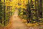 Fall Colors along Dirt Road, White Mountains, New Hampshire