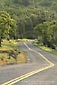 Picture: twisting curves on two lane rural county road and green oak trees, Tehema County, California