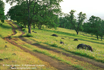 Picture: Dirt 4wd road tracks through green grass hills in spring, Tehema County, California