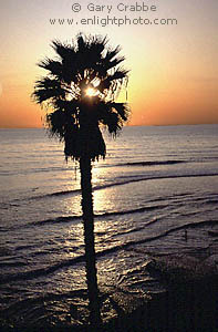 Sunset over palm tree and Pacific Ocean, along the San Diego coast, near Encinitas, Southern California