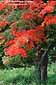 Maple Tree turning color in early fall, Berkshires Region, Vermont