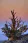 Evening light over a Bristlecone Pine, White Mountains, California