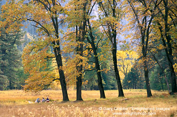 Family having a picnic under oak trees in fall, Yosemite Valley, Yosemite National Park, California