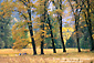 Family having a picnic under oak trees in fall, Yosemite Valley, Yosemite National Park, California