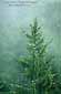 Spruce tree in fog, near Trinidad, Humboldt County, California