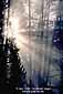 Sunlight streams through mist in a forest on a cold fall day, Yellowstone National Park, Wyoming