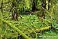 Temperate Rain Forest, Hoh Valley, Olympic National Park, Washington