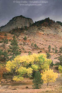 Fall colors on cottonwoods in a storm, Zion - Mount Carmel Highway, Zion National Park, Utah