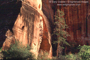 Pine tree and red sandstone cliffs on the Zion - Mount Carmel Highway, Zion National Park, Utah