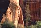 Pine tree and red sandstone cliffs on the Zion - Mount Carmel Highway, Zion National Park, Utah