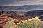 Sagebrush in bloom during a clearing fall storm,  Arches National Park, Utah