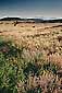 Morning light on grass covered plateau, Canyonlands National Park, Utah