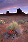 Photo: Indian Piantbrush deset wildflower blooms in spring below rock buttes at dawn, Valley of the Gods, Utah