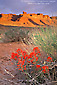 Photo: Desert sunrise on red rock sandstone mesa cliff over red Indian Paintbruch flower in spring, Valley of the Gods, Utah