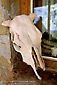 Photo: Cow skull on stone window sill, Valley of the Gods Bed & Breakfast Inn, Valley of the Gods, Utah