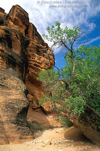 Image: Canyon trail and tree at Red Cliffs Recreation Area, near St. George, Utah's Dixie, Utah